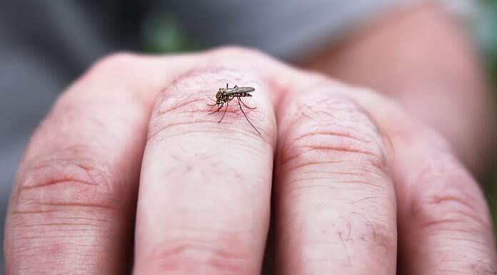 World mosquito day
